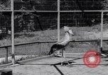 Immagine di Raro uccello Shoebill Washington DC USA, 1931, secondo 37 filmato di repertorio 65675037103