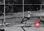 Immagine di Raro uccello Shoebill Washington DC USA, 1931, secondo 38 filmato di repertorio 65675037103