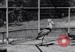 Immagine di Raro uccello Shoebill Washington DC USA, 1931, secondo 39 filmato di repertorio 65675037103