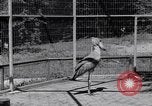 Immagine di Raro uccello Shoebill Washington DC USA, 1931, secondo 40 filmato di repertorio 65675037103