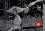 Immagine di Raro uccello Shoebill Washington DC USA, 1931, secondo 42 filmato di repertorio 65675037103