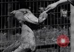 Immagine di Raro uccello Shoebill Washington DC USA, 1931, secondo 43 filmato di repertorio 65675037103