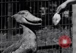 Immagine di Raro uccello Shoebill Washington DC USA, 1931, secondo 44 filmato di repertorio 65675037103
