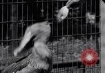 Immagine di Raro uccello Shoebill Washington DC USA, 1931, secondo 45 filmato di repertorio 65675037103