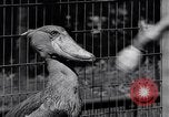 Immagine di Raro uccello Shoebill Washington DC USA, 1931, secondo 46 filmato di repertorio 65675037103