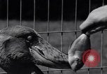 Immagine di Raro uccello Shoebill Washington DC USA, 1931, secondo 47 filmato di repertorio 65675037103