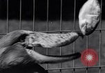 Immagine di Raro uccello Shoebill Washington DC USA, 1931, secondo 48 filmato di repertorio 65675037103