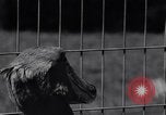 Immagine di Raro uccello Shoebill Washington DC USA, 1931, secondo 50 filmato di repertorio 65675037103