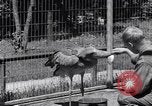 Immagine di Raro uccello Shoebill Washington DC USA, 1931, secondo 51 filmato di repertorio 65675037103