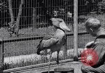 Immagine di Raro uccello Shoebill Washington DC USA, 1931, secondo 52 filmato di repertorio 65675037103