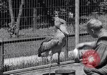Immagine di Raro uccello Shoebill Washington DC USA, 1931, secondo 53 filmato di repertorio 65675037103