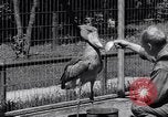Immagine di Raro uccello Shoebill Washington DC USA, 1931, secondo 54 filmato di repertorio 65675037103