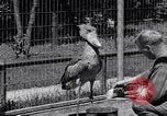 Immagine di Raro uccello Shoebill Washington DC USA, 1931, secondo 55 filmato di repertorio 65675037103
