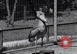 Immagine di Raro uccello Shoebill Washington DC USA, 1931, secondo 56 filmato di repertorio 65675037103