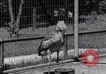 Immagine di Raro uccello Shoebill Washington DC USA, 1931, secondo 57 filmato di repertorio 65675037103