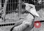 Immagine di Raro uccello Shoebill Washington DC USA, 1931, secondo 58 filmato di repertorio 65675037103
