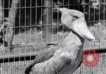 Immagine di Raro uccello Shoebill Washington DC USA, 1931, secondo 59 filmato di repertorio 65675037103