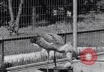 Immagine di Raro uccello Shoebill Washington DC USA, 1931, secondo 60 filmato di repertorio 65675037103