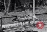 Immagine di Raro uccello Shoebill Washington DC USA, 1931, secondo 61 filmato di repertorio 65675037103
