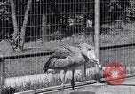 Immagine di Raro uccello Shoebill Washington DC USA, 1931, secondo 62 filmato di repertorio 65675037103