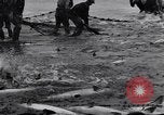 Image attraper le poisson de saumon Illwaco Washington USA, 1931, de la seconde 60 séquences d'archives historiques vidéo 65675037105