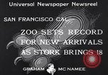Image of infant cubs San Francisco California USA, 1933, second 4 stock footage video 65675037110