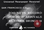 Image of infant cubs San Francisco California USA, 1933, second 8 stock footage video 65675037110
