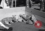 Image of infant cubs San Francisco California USA, 1933, second 11 stock footage video 65675037110