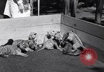 Image of infant cubs San Francisco California USA, 1933, second 12 stock footage video 65675037110