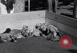Image of infant cubs San Francisco California USA, 1933, second 13 stock footage video 65675037110