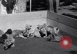 Image of infant cubs San Francisco California USA, 1933, second 14 stock footage video 65675037110