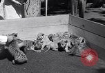 Image of infant cubs San Francisco California USA, 1933, second 15 stock footage video 65675037110