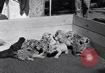 Image of infant cubs San Francisco California USA, 1933, second 16 stock footage video 65675037110
