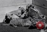 Image of infant cubs San Francisco California USA, 1933, second 17 stock footage video 65675037110