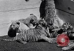 Image of infant cubs San Francisco California USA, 1933, second 18 stock footage video 65675037110