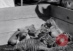 Image of infant cubs San Francisco California USA, 1933, second 19 stock footage video 65675037110