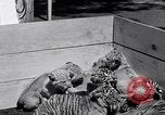 Image of infant cubs San Francisco California USA, 1933, second 20 stock footage video 65675037110