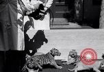 Image of infant cubs San Francisco California USA, 1933, second 23 stock footage video 65675037110
