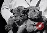 Image of infant cubs San Francisco California USA, 1933, second 26 stock footage video 65675037110