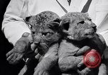 Image of infant cubs San Francisco California USA, 1933, second 27 stock footage video 65675037110