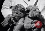 Image of infant cubs San Francisco California USA, 1933, second 28 stock footage video 65675037110