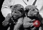 Image of infant cubs San Francisco California USA, 1933, second 29 stock footage video 65675037110