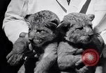 Image of infant cubs San Francisco California USA, 1933, second 30 stock footage video 65675037110