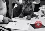 Image of infant cubs San Francisco California USA, 1933, second 41 stock footage video 65675037110