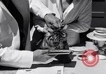 Image of infant cubs San Francisco California USA, 1933, second 43 stock footage video 65675037110