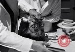 Image of infant cubs San Francisco California USA, 1933, second 44 stock footage video 65675037110