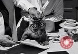 Image of infant cubs San Francisco California USA, 1933, second 45 stock footage video 65675037110