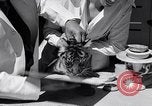 Image of infant cubs San Francisco California USA, 1933, second 47 stock footage video 65675037110