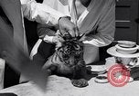 Image of infant cubs San Francisco California USA, 1933, second 48 stock footage video 65675037110