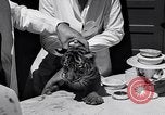Image of infant cubs San Francisco California USA, 1933, second 49 stock footage video 65675037110